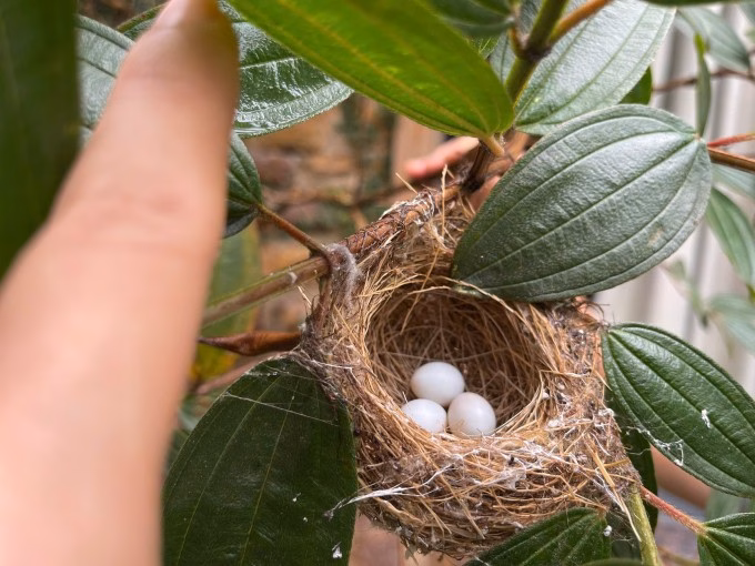 Sự xuất hiện của những tổ chim cho thấy hệ sinh thái trong vườn được chăm sóc rất tự nhiên và bền vững.